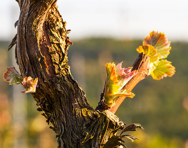 Champagne Benoit Beaufort